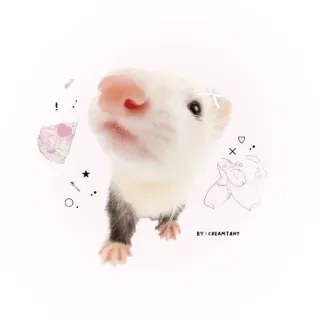 😁 60c314d6 BY: CREAMTANT 페럿, 귀여운, 동물, 애완 동물, 만화 whatsapp sticker