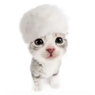 😝 7f129082 새끼 고양이, 고양이, 동물, 귀여운, 모자, 보송보송한 whatsapp sticker