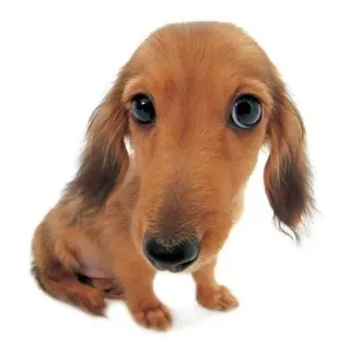 😀 bec96672 개, 강아지, 닥스훈트, 동물, 애완동물, 귀여운, 눈 whatsapp sticker