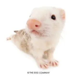 😜 f0cc9cc5 THE DOG COMPANY 페럿, 동물, 귀여운, 애완 동물, 흰색, 족제비, 길들여진 whatsapp sticker