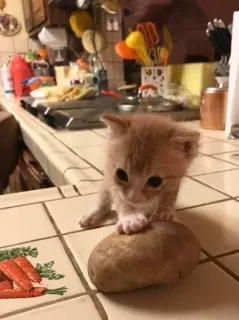 😋 5fe6ba92 새끼 고양이, 고양이, 감자, 귀여운, 동물, 애완 동물 whatsapp sticker