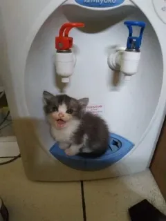 😊 62e01265 새끼 고양이, 고양이, 동물, 귀여운, 애완 동물, 정수기 whatsapp sticker