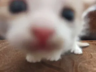 🧐 6d146903 강아지, 개, 귀여운, 동물, 애완동물, 클로즈업 whatsapp sticker