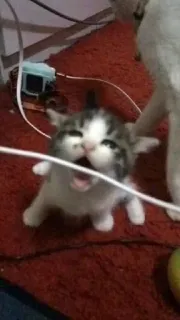 🤢 77a52547 새끼 고양이, 고양이, 동물, 귀여운, 애완 동물, 장난기 있는 whatsapp sticker