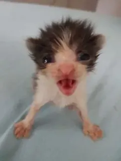 🤠 cb437865 새끼 고양이, 아기 고양이, 작은 동물, 애완 동물, 반려 동물, 동물 초상화, 고양이과 whatsapp sticker