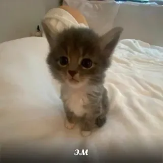 😐 d67029b9 Эм 새끼고양이, 고양이, 동물, 귀여운 whatsapp sticker