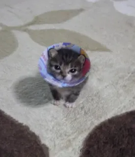 😠 e84c6bcf 새끼 고양이, 고양이, 동물, 애완 동물, 귀여운, 콘, 넥카라 whatsapp sticker