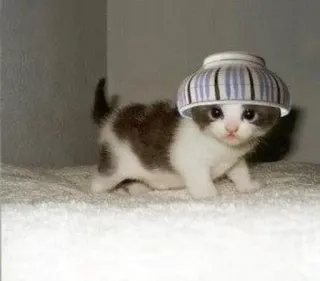 😎 ea0c9069 새끼 고양이, 고양이, 그릇, 동물, 귀여운, 애완 동물 whatsapp sticker