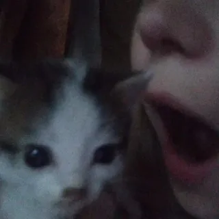 🥲 ee19b8ca 새끼 고양이, 고양이, 애완 동물, 동물, 귀여운 whatsapp sticker