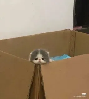 🙁 f3b62804 고양이, 새끼 고양이, 상자, 귀여운, 애완 동물, 동물 whatsapp sticker