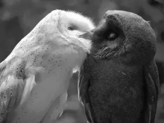 ✉️ 3475d05d 올빼미, 새, 동물, 키스, 사랑, 단색, 흑백 telegram sticker