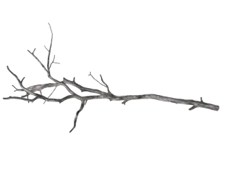 ✉️ 58d13d39 가지, 나무, 자연, 식물, 흑백 telegram sticker