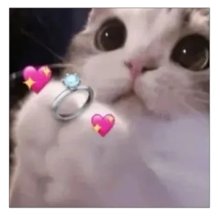 💍 02461325 Katze, Ring, Liebe, Antrag, süß, Herz, Meme telegram sticker