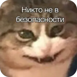 😈 3e1de14f Никто не в безопасности Katze, Meme, Lustig, Drohung, Tier telegram sticker