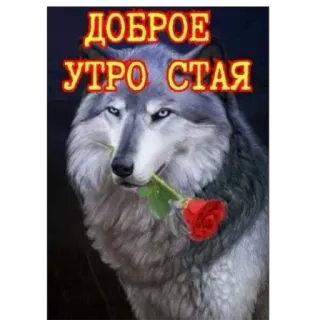 ☀️ 981955a6 ДОБРОЕ УТРО СТАЯ Wolf, Rose, Gruß, Guten Morgen, Tier telegram sticker