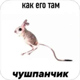 👎 b0d343d2 как его там
чушпанчик tier, rennmaus, meme, lustig telegram sticker