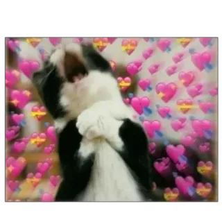 ❤️ bf64b7c4 Katze, Liebe, Herz, Süß, Tier telegram sticker
