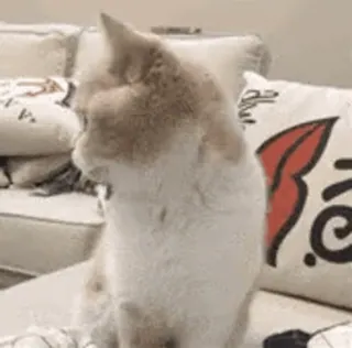 😶 145a509d Katze, Haustier, Tier, Hauskatze, Katzenartig telegram sticker