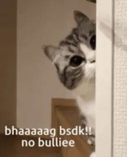 😎 368ef697 bhaaaaag bsdk!! no bulliee Katze, bsdk, süß, Tier, Meme, Haustier, lustig telegram sticker