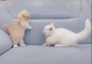 🤬 3b2494dd Katzen, Kätzchen, süß, Tiere, Haustiere, Haustiere telegram sticker