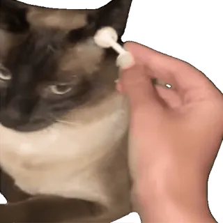 👂 63d0a2c7 Katze, Reinigung, Ohr, Wattestäbchen, Siamesisch, Haustier, Pflege telegram sticker