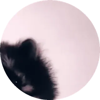 🕺 9d19cb30 Katze, Tier, Haustier, Katzenartig, Schwarz, Weiß, Verschwommen, Rund telegram sticker