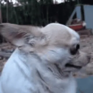 😥 b2a54cdb Hund, Chihuahua, Tier, Haustier, kleiner Hund, Porträt, niedlich, Haustier telegram sticker