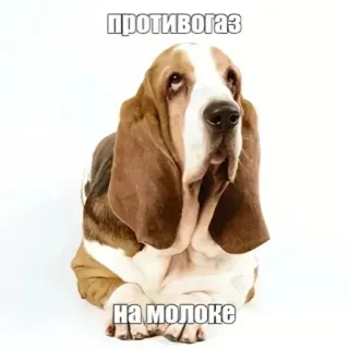 🤩 1fcfd3b9 противогаз
на молоке Hund, Basset Hound, russischer Text, Meme, Tier, Haustier telegram sticker