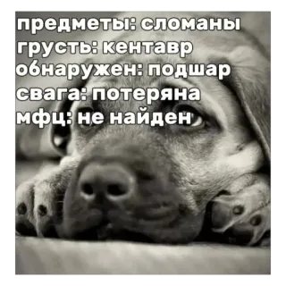 🫥 7c321559 предметы: сломаны
грусть: кентавр
обнаружен: подшар
свага: потеряна
мфц: не найден Hund, Welpe, traurig, russisch, Text, Tier, Haustier telegram sticker