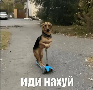 💓 e8f2d322 иди нахуй Hund, Roller, Straße, anstößig, Schimpfwort, Russisch telegram sticker