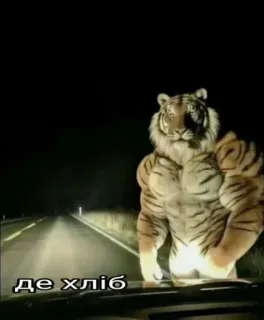 🤩 f0a1782b де хліб Tiger, muskulös, lustig, Meme, Tier, Brot, Humor, Nacht telegram sticker