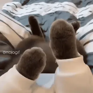 😊 4080929c @mojogif kat, grappig, meme, dier whatsapp sticker