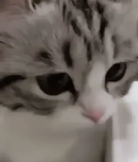 😊 6d5cec5c kat, dier, huisdier, kitten, schattig, huiselijk, katachtig whatsapp sticker