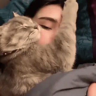 😊 77e95394 kat, huisdier, dier, schattig, katachtig, huiselijk, knuffel, persoon whatsapp sticker