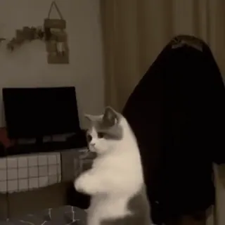 😊 8fb76375 kat, dier, staand, huisdier, huisdier whatsapp sticker