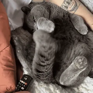 😊 94e7220c kat, slapen, huisdier, huisdier, dier, lui, schattig whatsapp sticker