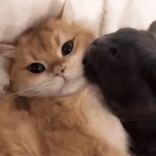 😊 969d7635 kat, kitten, huisdier, dier, schattig, tam, katachtig whatsapp sticker