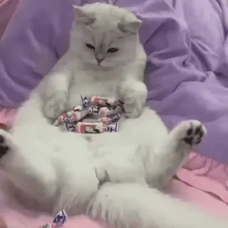 😊 b1292cf1 kat, kitten, snoep, schattig, grappig, dier, huisdier whatsapp sticker