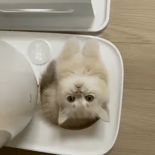 😊 dc8d2454 kat, kitten, schattig, dier, huisdier, klein whatsapp sticker