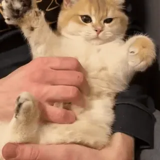 😊 f405dd9a kat, huisdier, dier, schattig, huisdier, kitten whatsapp sticker