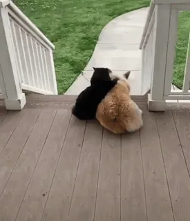 😊 fa8a49ee katten, vriendschap, huisdieren, dieren, liefde, schattig whatsapp sticker