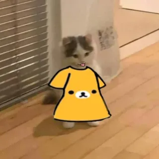 🍋 157c93ab cat, dress, funny, animal telegram sticker