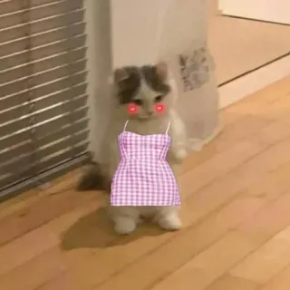 🍋 20d56c70 cat, animal, kitten, dress, cute telegram sticker