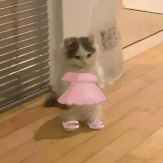 🍋 4a7dbecd cat, dress, pink, cute, kitten, animal, pet, adorable telegram sticker