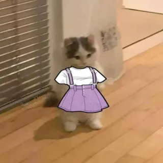 🍋 ca2b32e4 cat, kitten, cute, dress, skirt, animal, pet telegram sticker