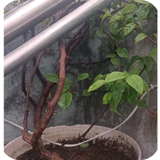 🪴 64b92353 pianta, foglie, albero, giardino, natura telegram sticker