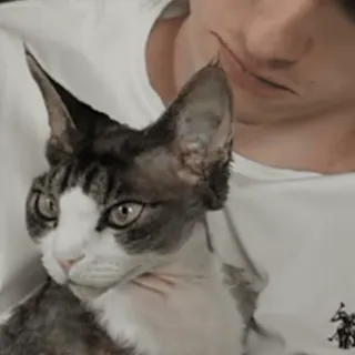 😼 0c4215a4 kat, huisdier, dier, huiskat, katachtig telegram sticker