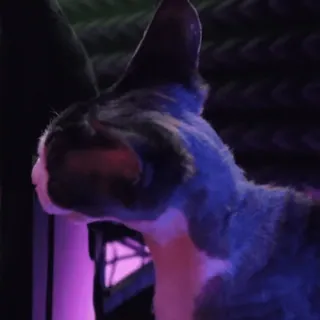 🥱 5b57cdfb kat, huisdier, dier, huisdier telegram sticker