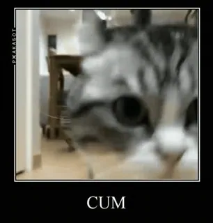 🍆 058701a3 CUM gato, meme, ofensivo, gracioso, internet, animal telegram sticker