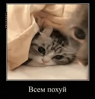 😐 1b2b0fee Всем похуй gato, meme, cínico, manta, divertido telegram sticker